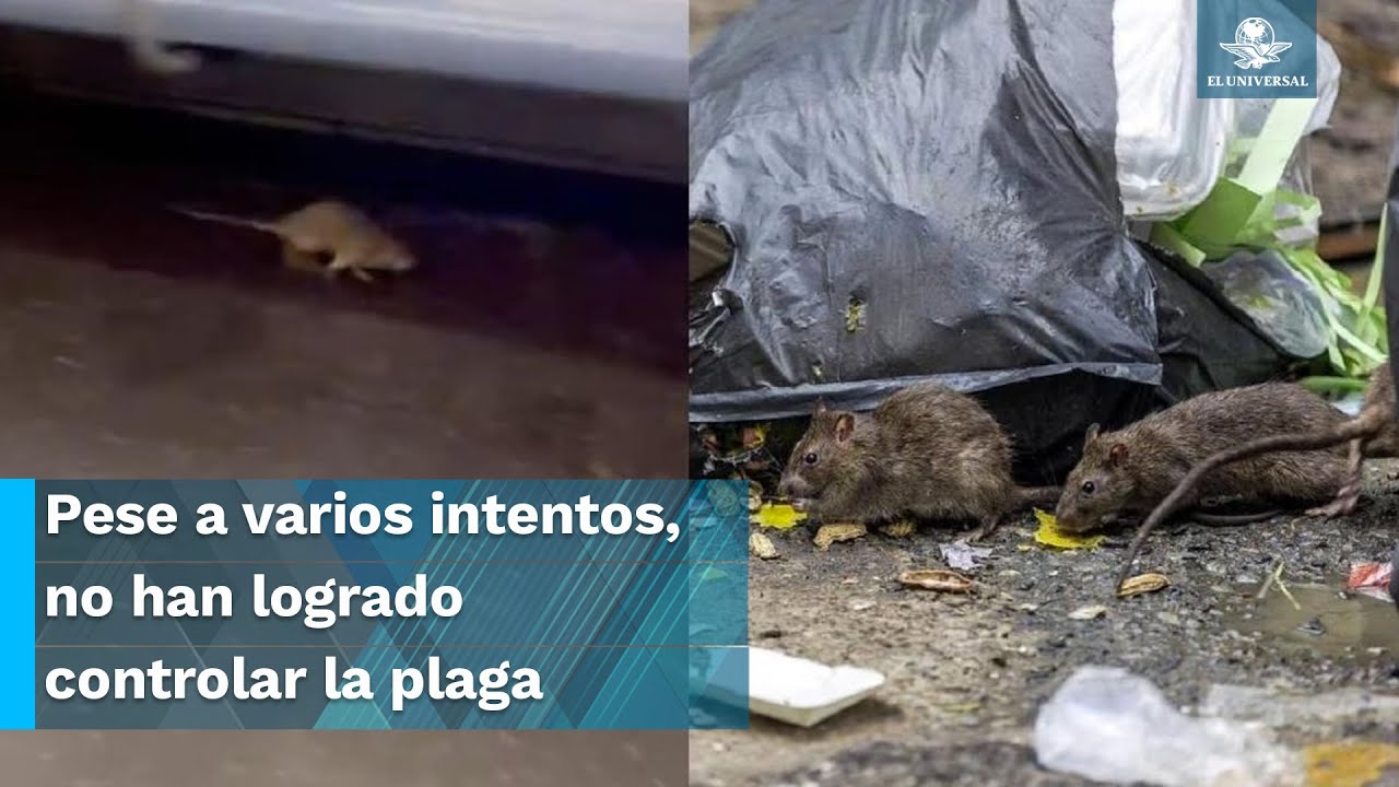 Ratas invaden el metro de Nueva York