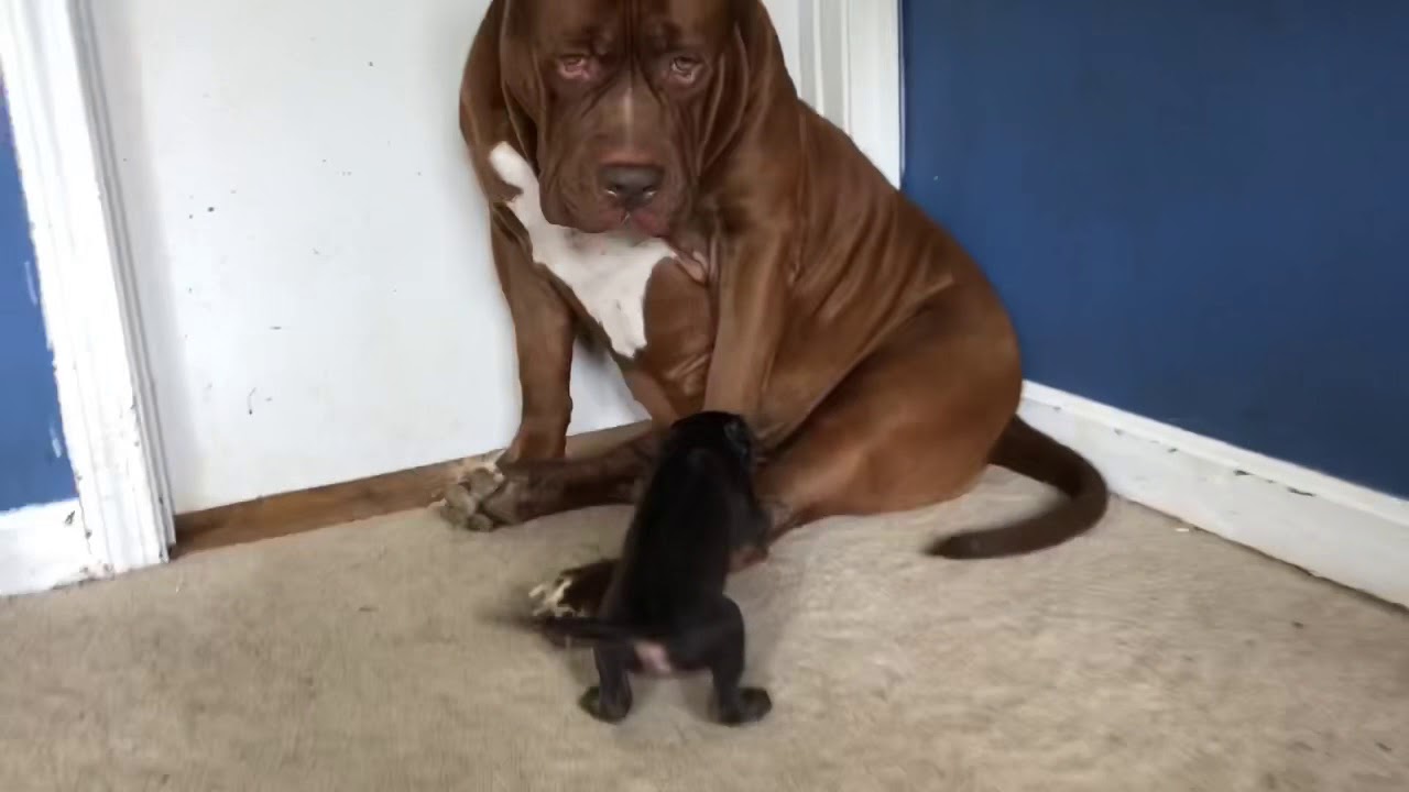 Giant family 180lbs pit bull THE HULK plays with tiny puppy 💕💕 SO CUTE!