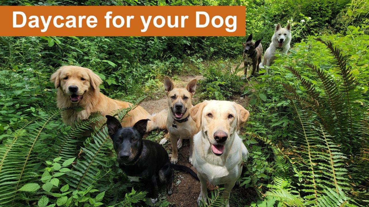 Daycare for your dog 🐶🐕🐩  Keep your dog busy while you are away or entertained while you cuddle