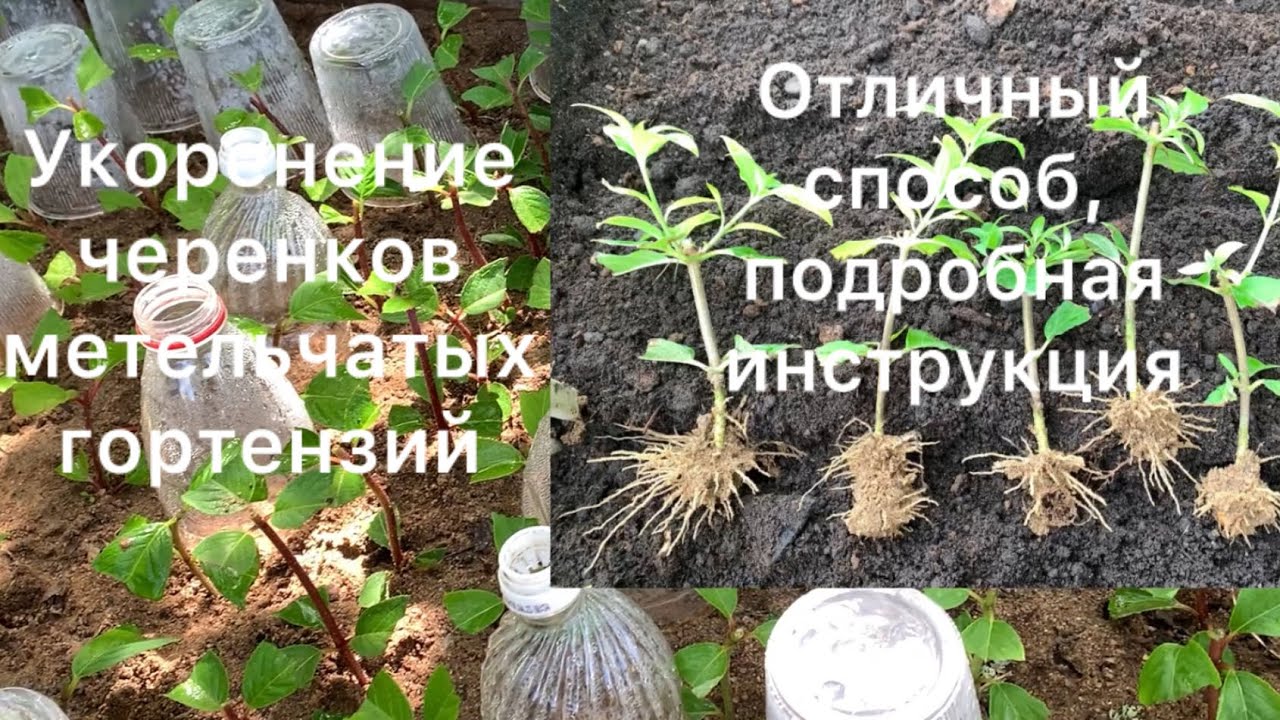 ОТЛИЧНЫЙ СПОСОБ УКОРЕНЕНИЯ ЧЕРЕНКОВ МЕТЕЛЬЧАТЫХ ГОРТЕНЗИЙ
