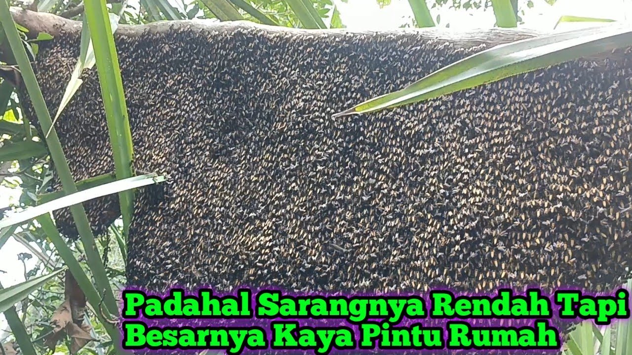 Ini Baru Berkah Berkuah Dapat Sarang Rendah Sebesar Pintu Rumah  #bee#honey#panenmaduhutan#trending 