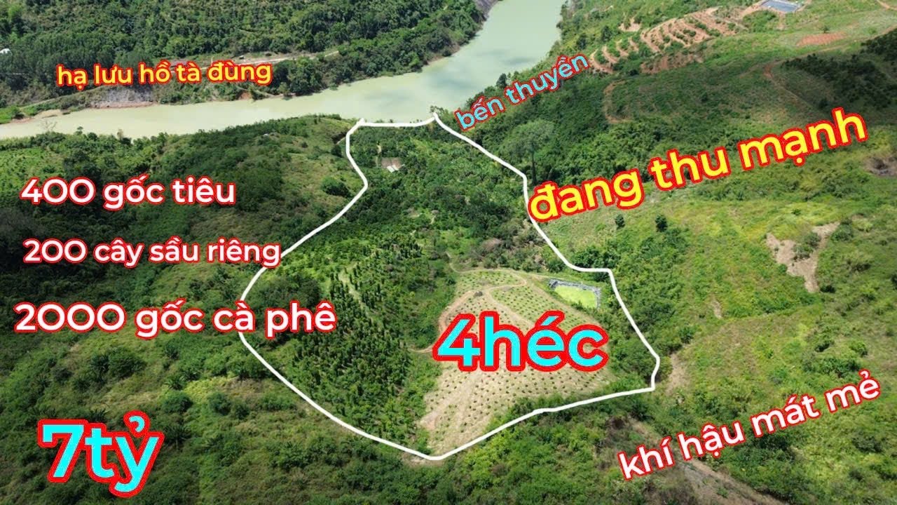 Bán 4 HÉC Đất Vườn Sầu Riêng,Cà Phê,Tiêu đang thu mạnh,bám mặt hồ ở hạ lưu Hồ Tà Đùng,Lâm Đồng,7 TỶ