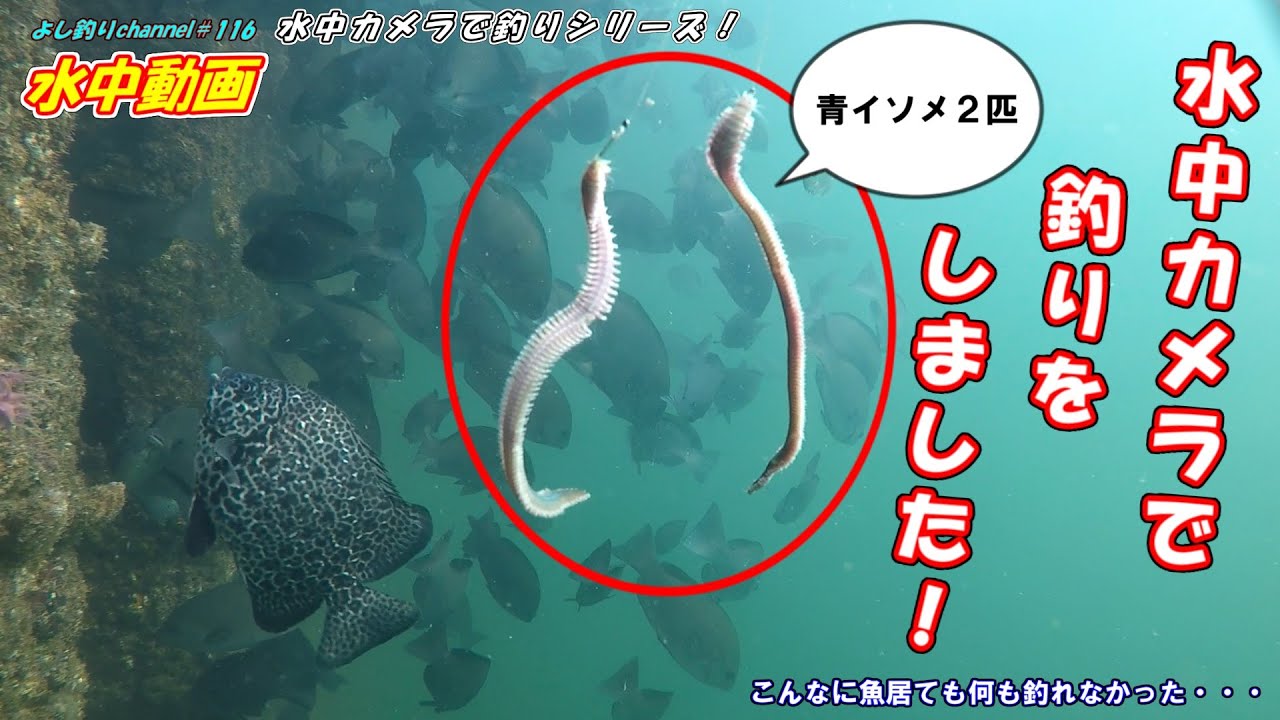 【116】水中カメラで釣りシリーズ！（Fishing underwater GoPro）∕ 大阪 貝塚人工島プール南側