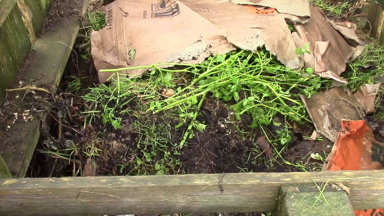 How to Grow Vegetables Cheaply