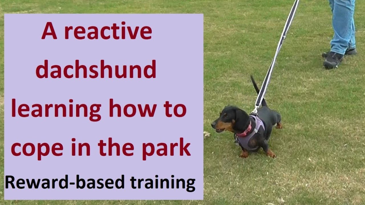 A reactive dachshund learning how to cope in the park. Reward-based training.