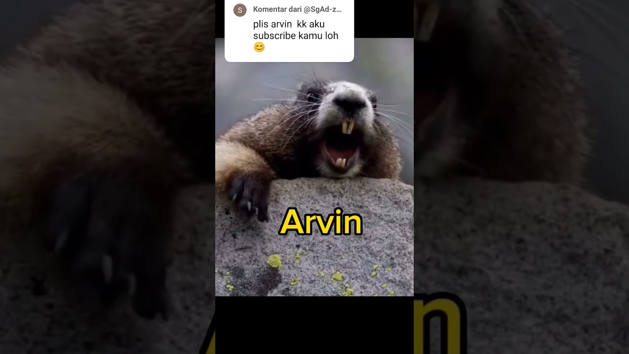 arvin where are you 