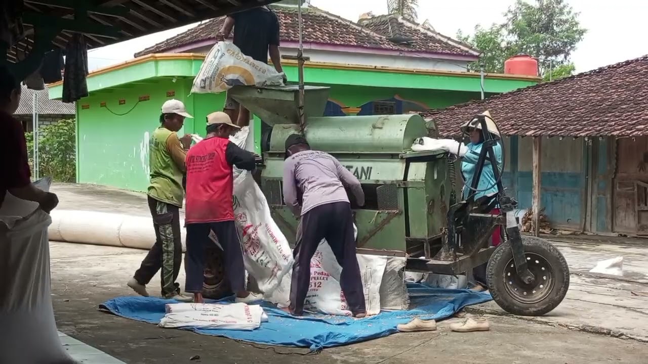 Panen jagung terakhir ~ Harga jagung 3.700 per kg