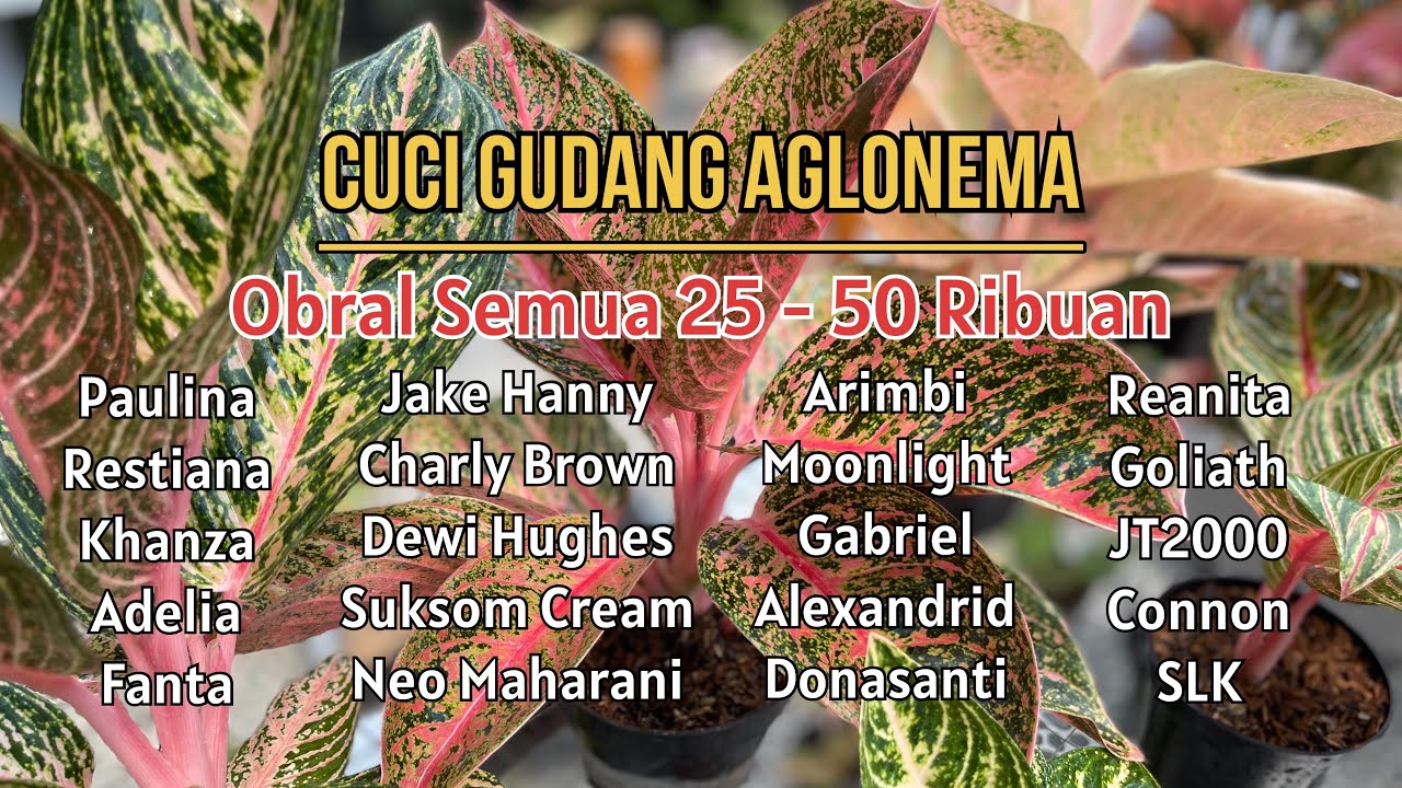❗️PROMO CUCI GUDANG❗️AGLONEMA OBRAL SEMUA