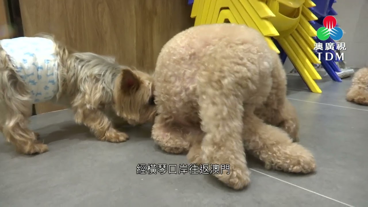 🐶 🐱 帶埋寵物一齊過關？ 趨同澳門的生活又係點？
