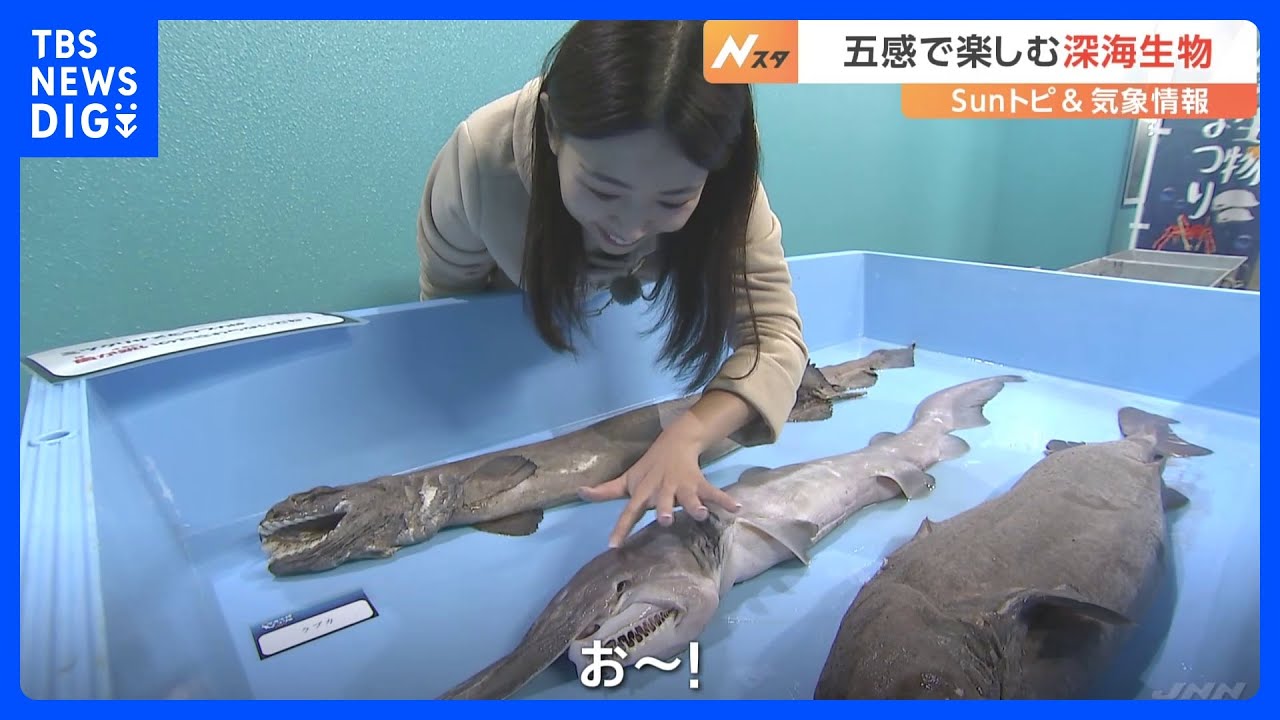 希少な「深海生物」500点以上が集結　横浜・八景島シーパラダイスを取材【SUNトピ】｜TBS NEWS DIG