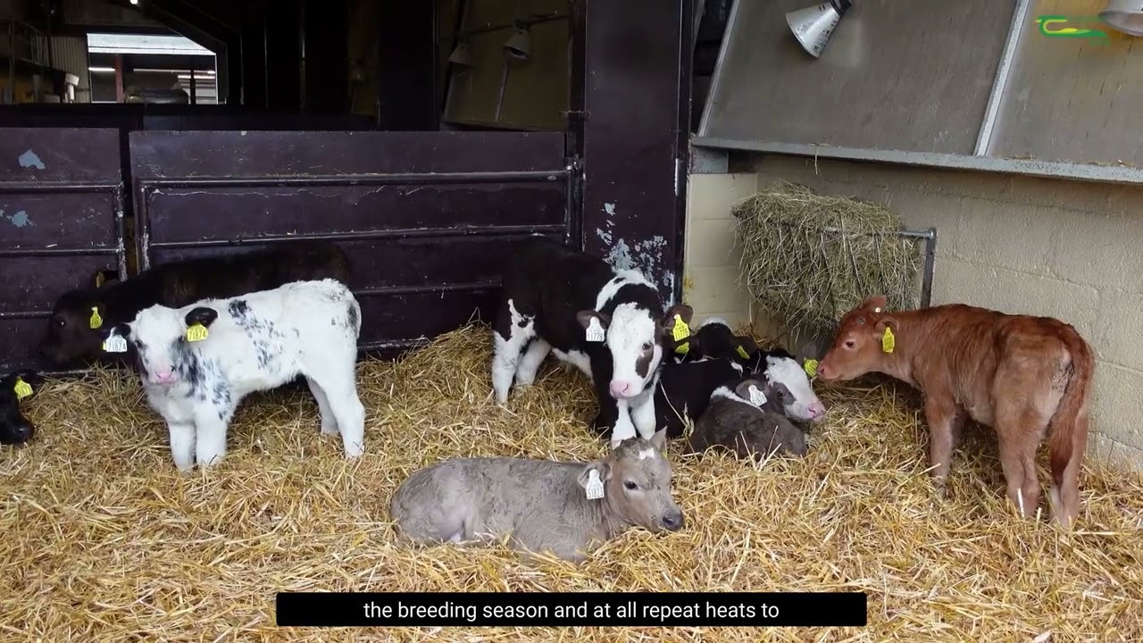 The Benefits of Sexed Semen for Irish Dairy Industry - Stephen Butler