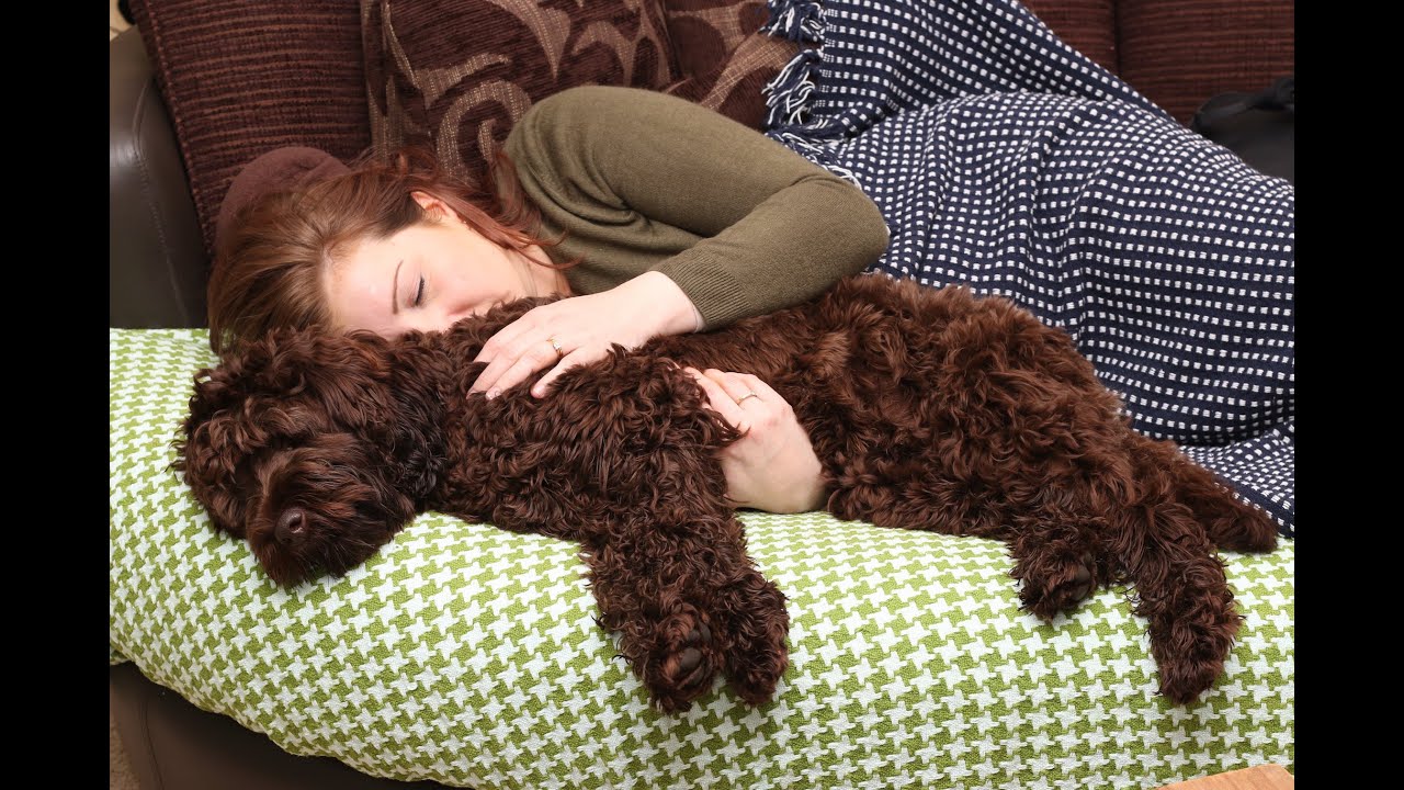 Happy Gotcha Day Watson - Labradoodle 14 Months Old