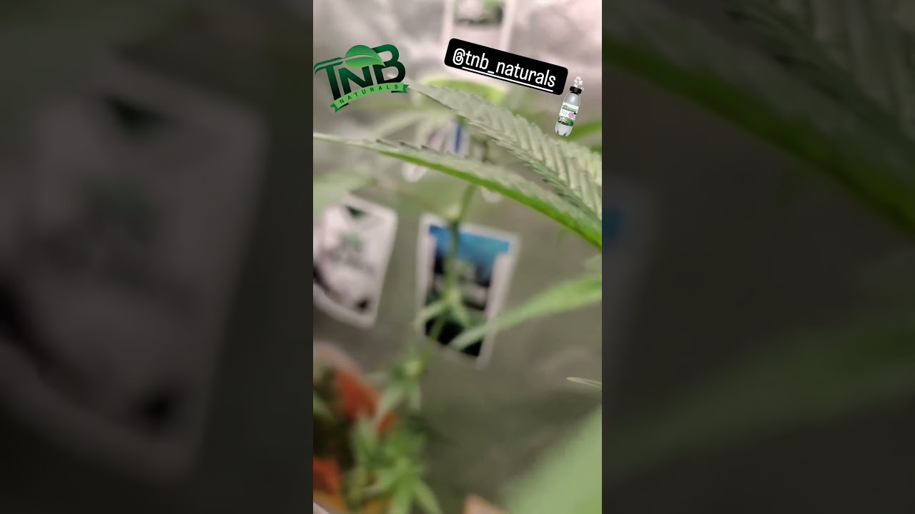 cannabisking.ab - Growing with TNB Naturals products like The Enhancer CO2 bottle.  #tnb