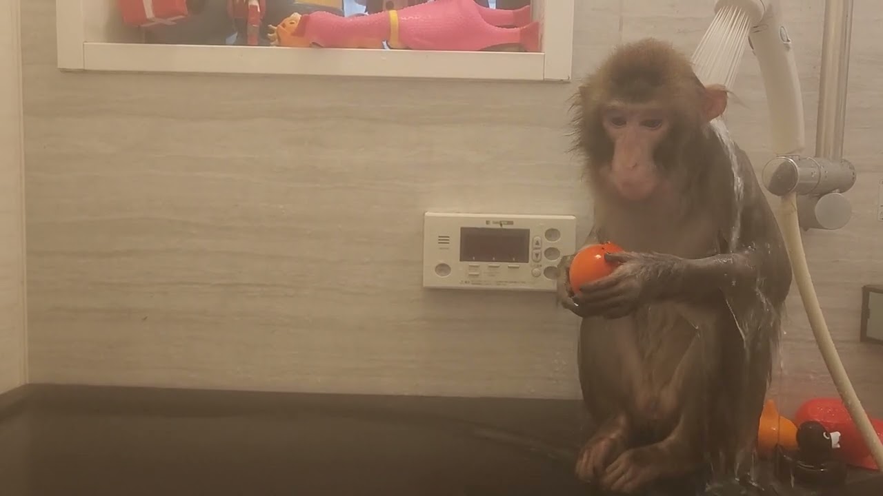 パンチくんじゃない　シャワー浴びながら柿を食べるネコさん