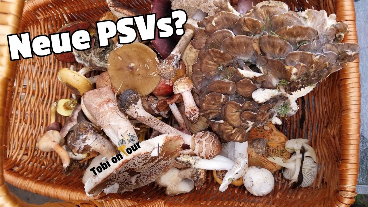 Sammeln für PSV-Prüfung - von Knollenblätterpilzen über Nebelkappen bis hin zu Safranschirmlingen!