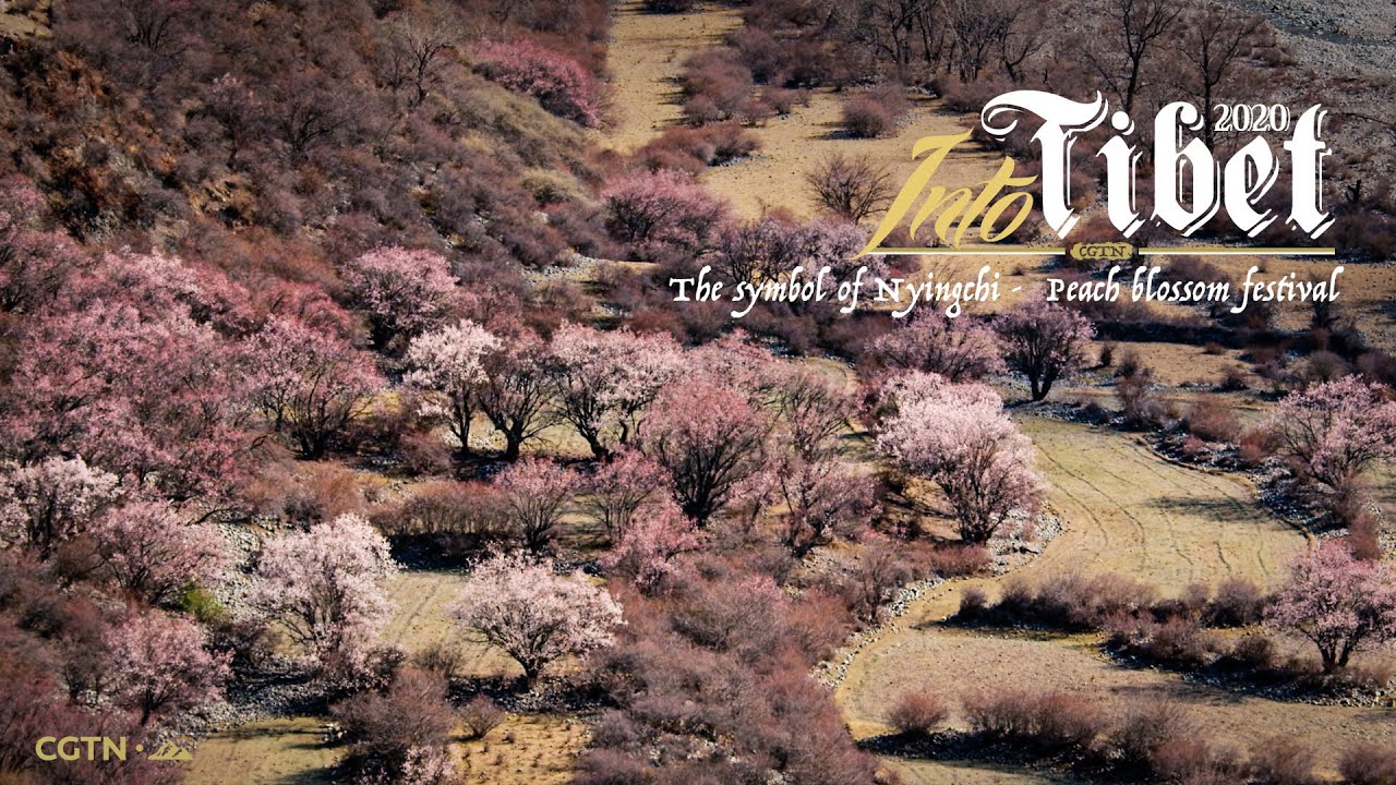 Into Tibet 2020: The symbol of Nyingchi &ndash; Peach blossom festival