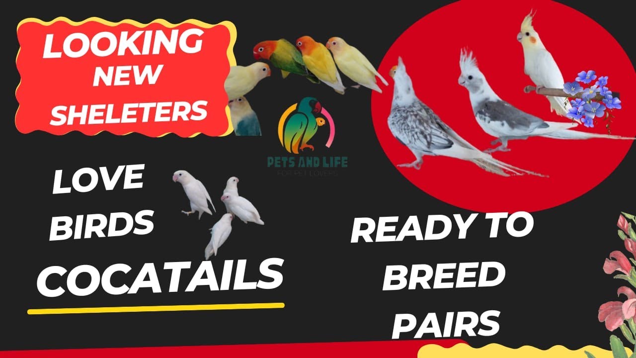  Cocatails pairs | Cocatails Adult pairs |cocatails Bounded pairs available for sale |lovebirds 🦜🐦