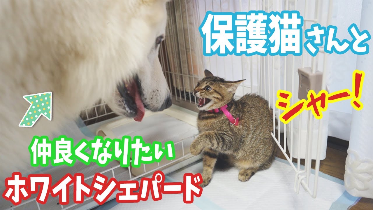 警戒してる保護猫さんとなんとかして仲良くなりたいホワイトシェパード【優しさ全開】