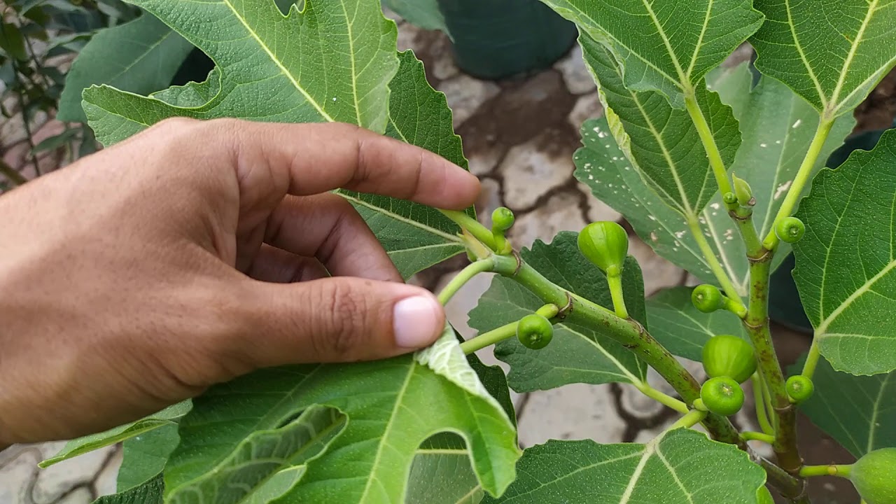 Rahasia agar TABULAMPOT BUAH TIN berbuah lebat