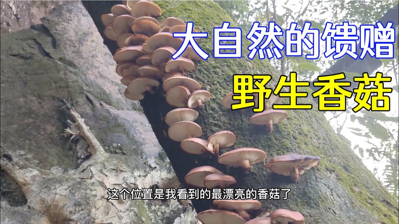 阿坤上山摘香菇，竟发现一颗树上长满了香菇摘了一个小时才摘完。
