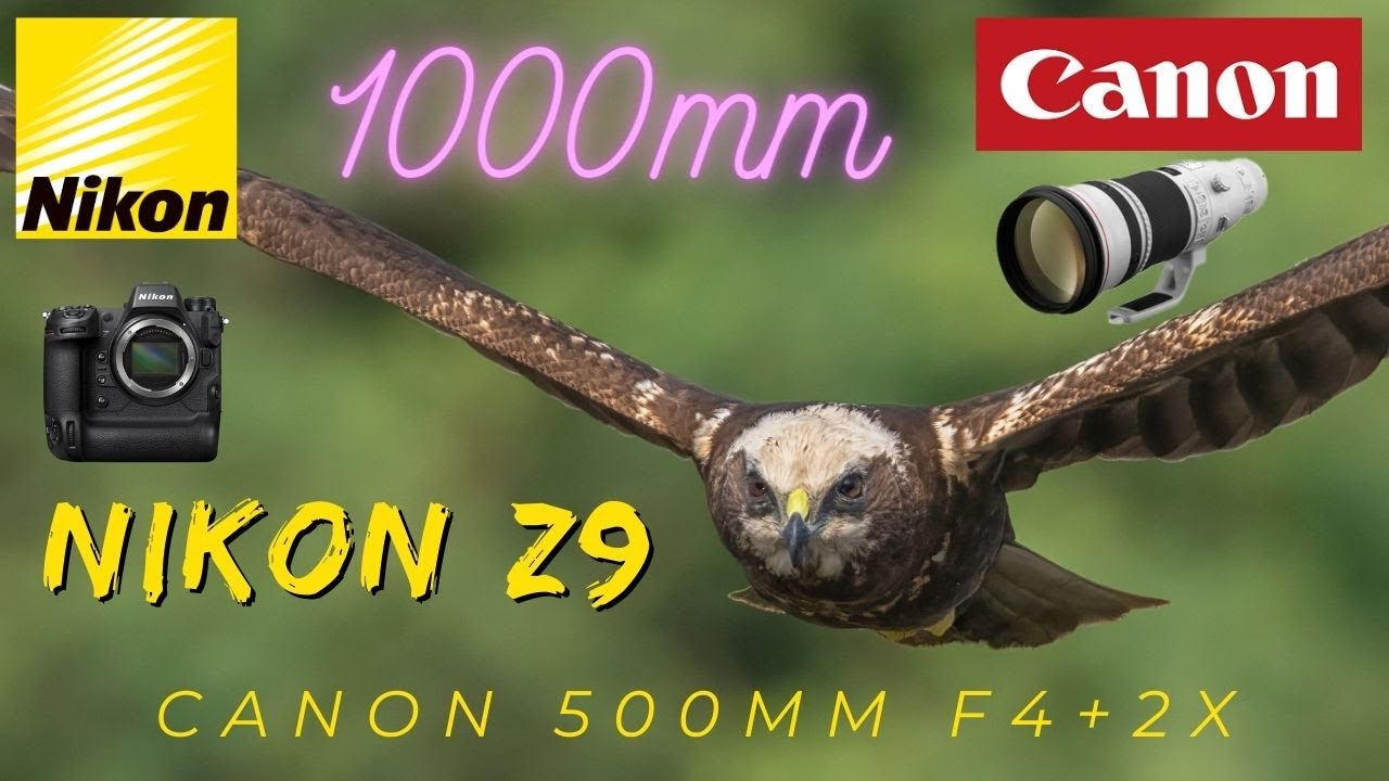 Canon 500mm F4 with 2X Teleconverter on Nikon Z9