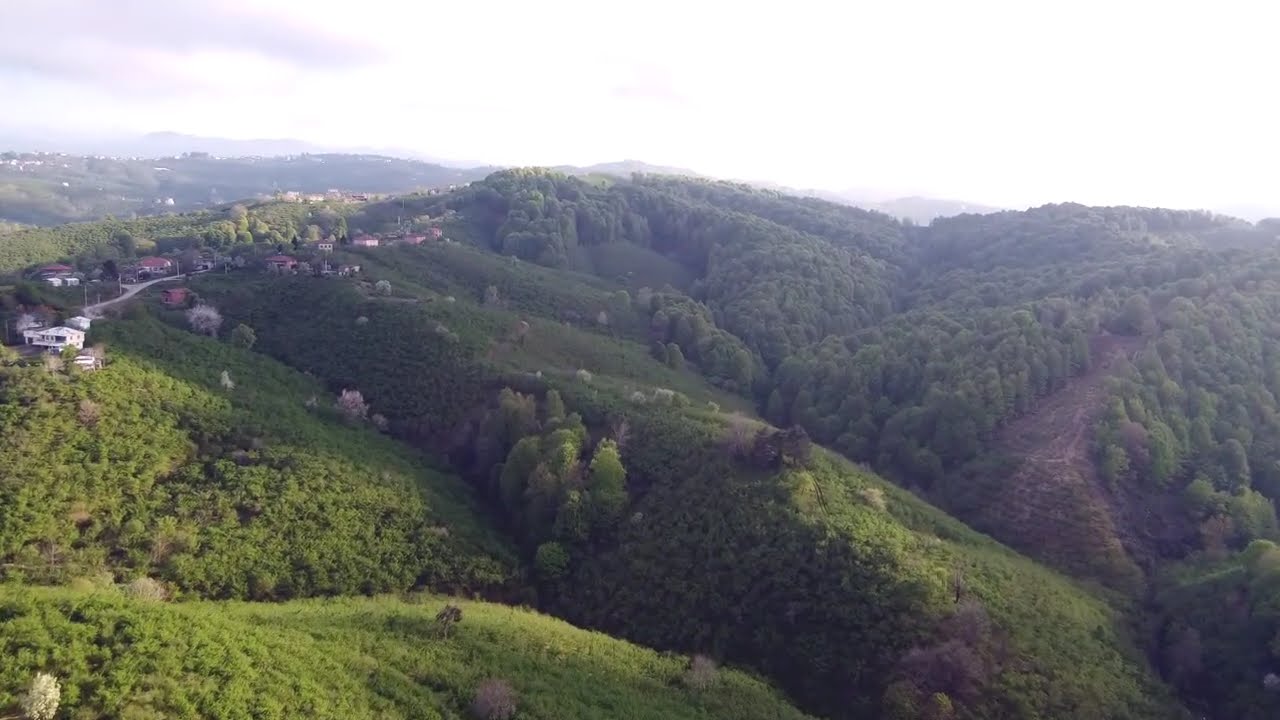 Sakarya/Karasu/Kuyumculu/Salıkkaya Köyü Fındık bahçeleri
