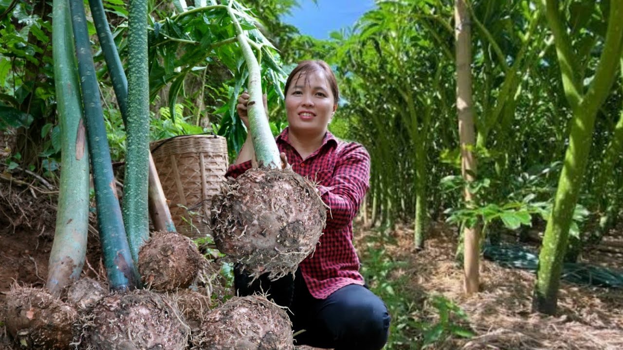 Harvesting Giant Wild Roots, Cooking - Ancient Culinary Secret | Farm Life 