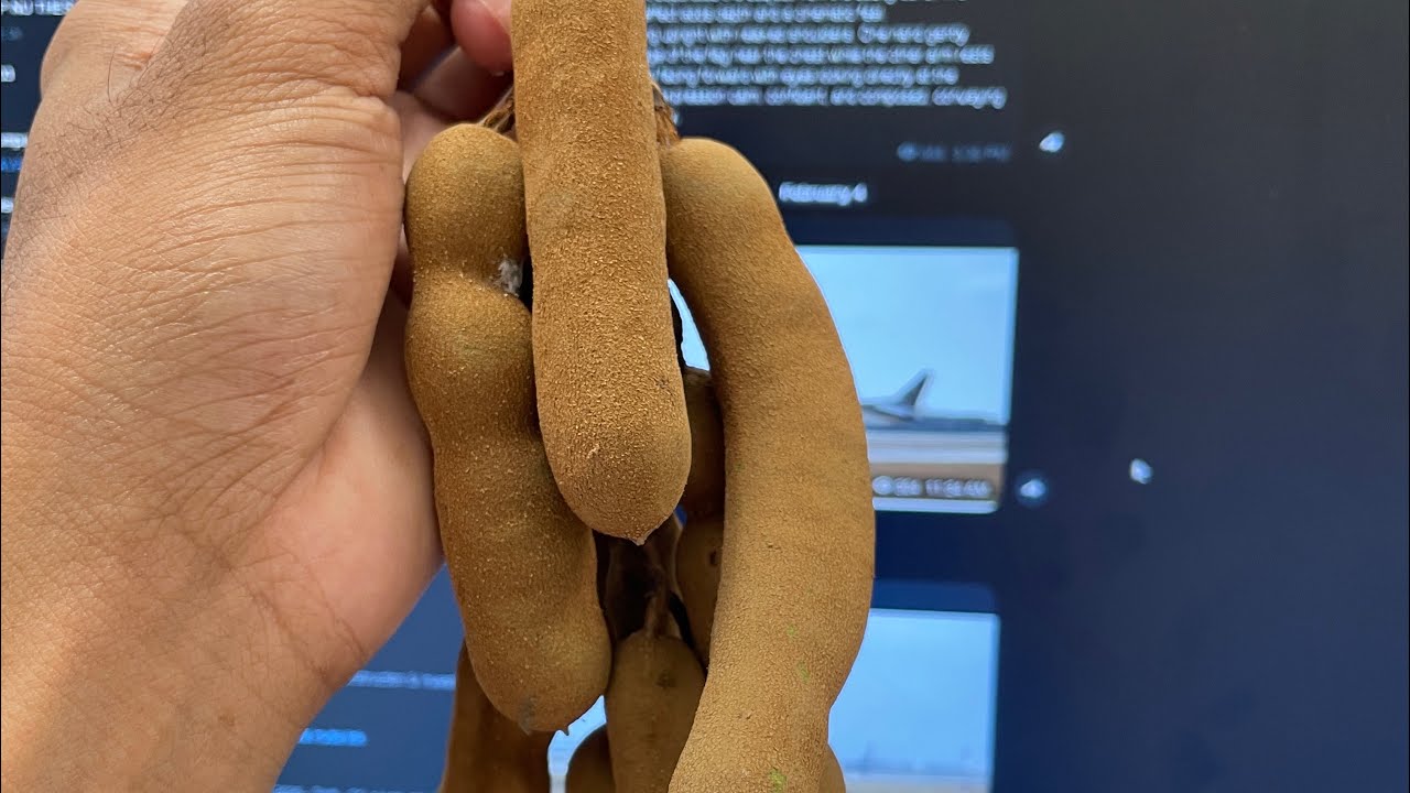 ញុំាផ្លែអំពិលជូរ