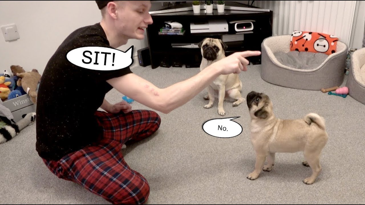 Teaching Winston to Sit ..