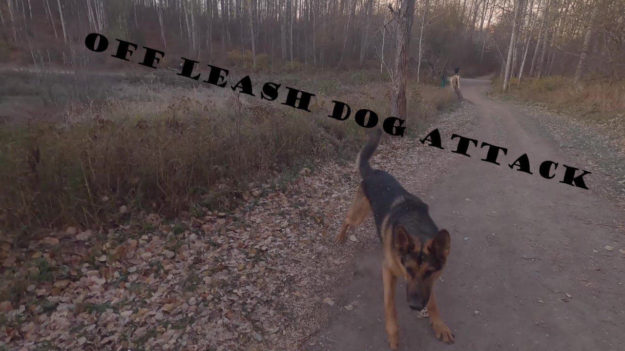 Bad Encounter By Off Leash Dog when Bikejoring