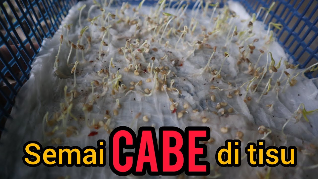 Cara menyemai cabe menggunakan tisu