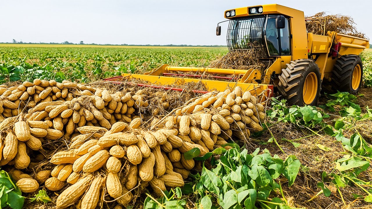 Milliarden Erdn&uuml;sse pro Jahr! So funktioniert Amerikas Erntemaschine 🚜