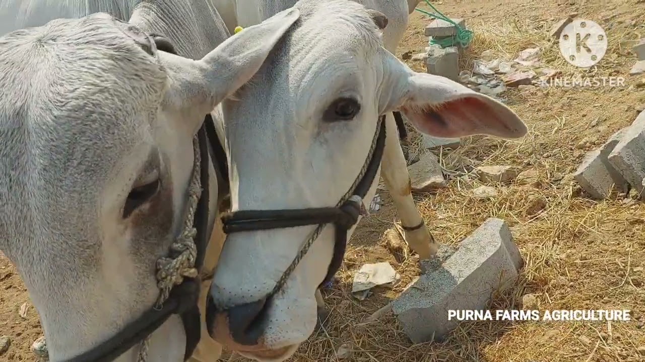 milkteeth bulls prices in devarakadra | Oxen prices | Oxen market | Bulls videos &lrm;@purnafarms&nbsp;