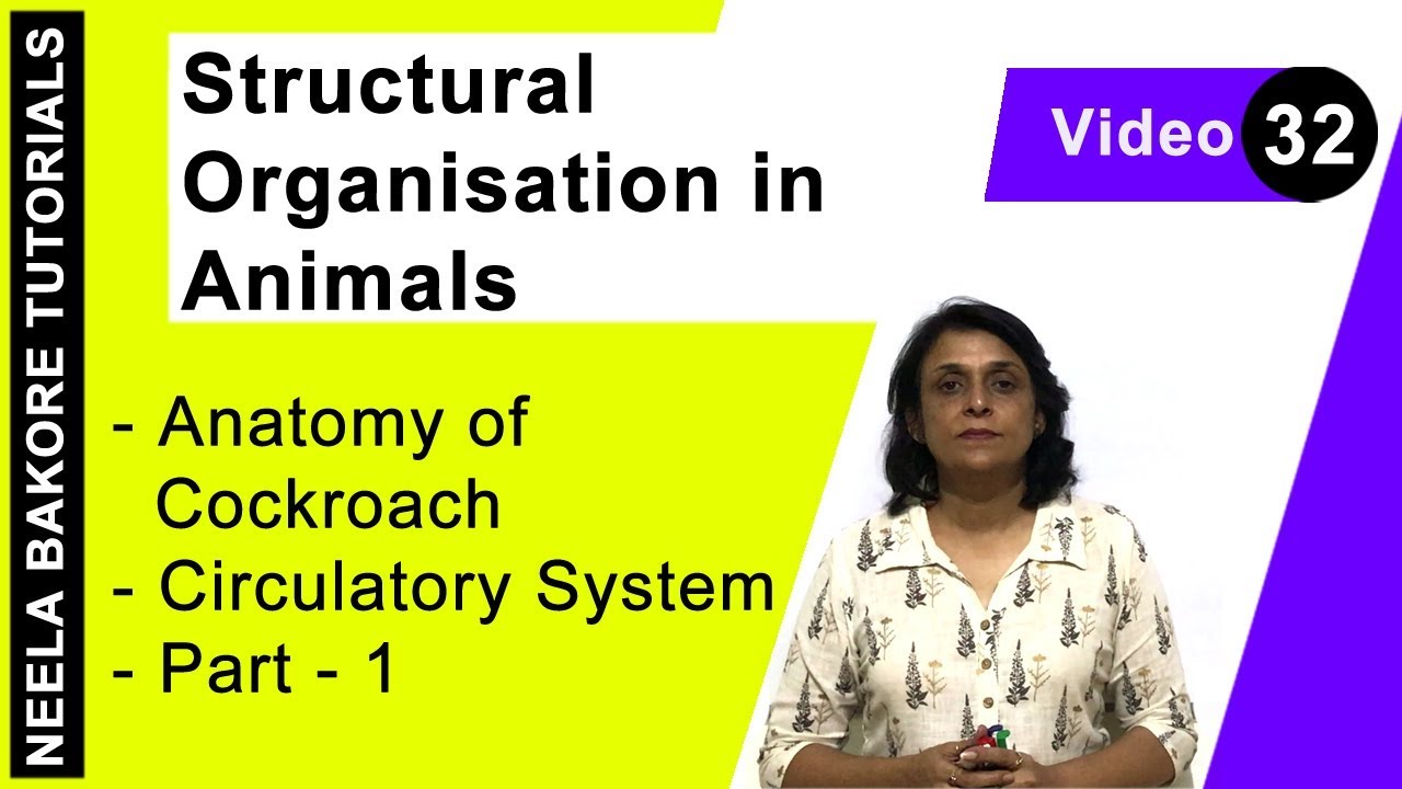 Structural Organisation in Animals | NEET | Anatomy of Cockroach - Circulatory System - Part 1