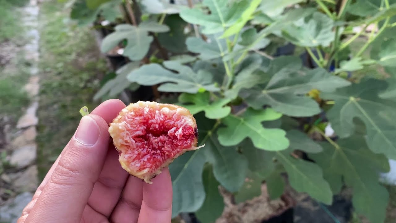 تين اغريقي يوناني في امريكا  Black Greek (Marius) Fig
