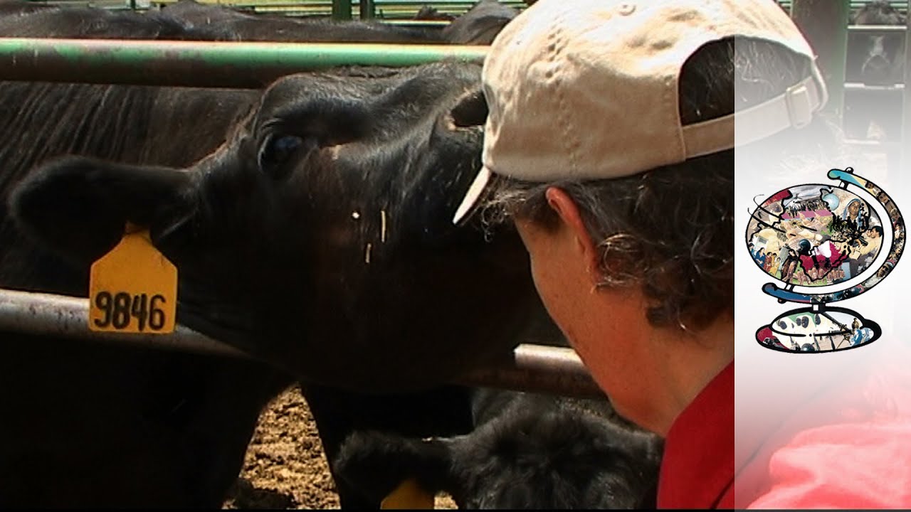 Temple Grandin Is Revolutionising The Way We Treat Livestock
