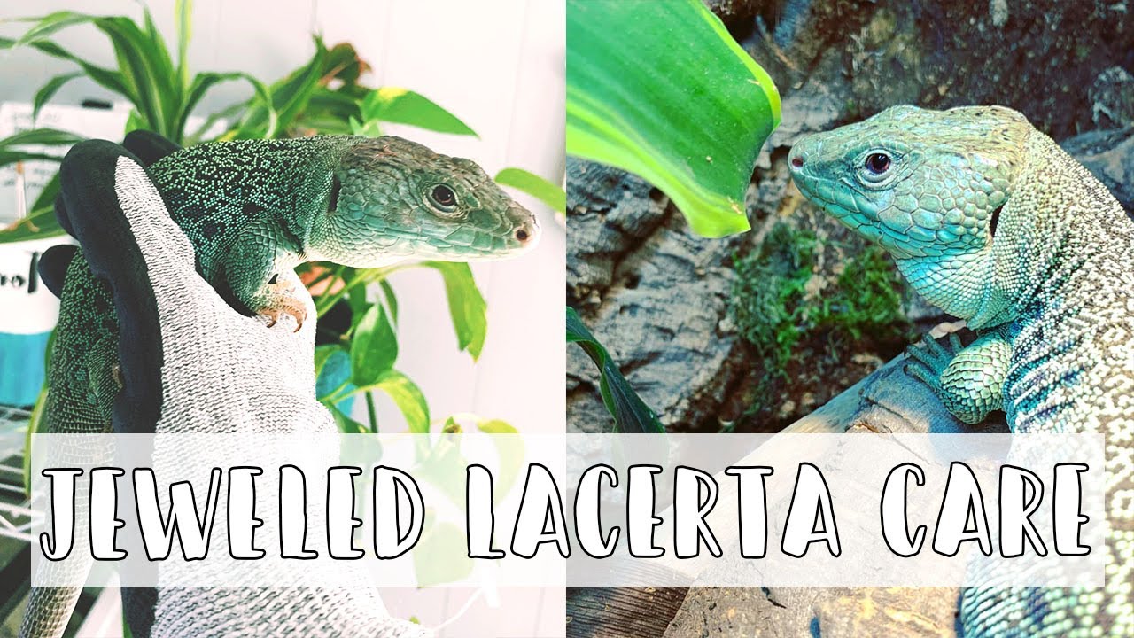 Jeweled Lacertas 101: The Basic Jeweled Lacerta Care Guide