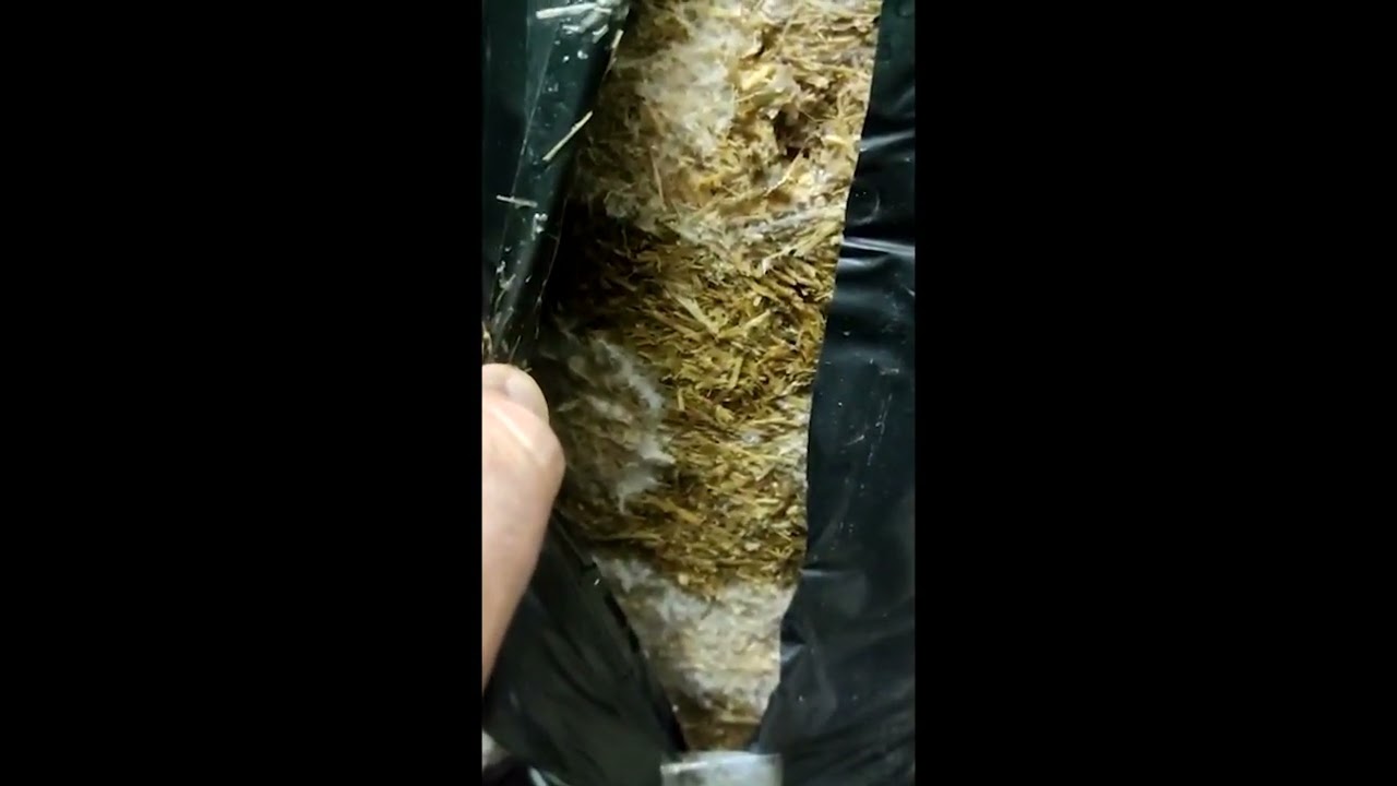 Kuluçka Aşaması ve Kompost İçi Sıcaklık - (İstiridye Mantarı Yetiştiriciliği Eğitimi)