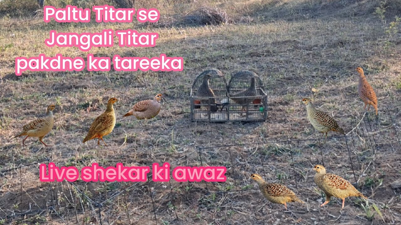 Paltu Titar se Jangali Titar pakdne ka tareeka Live Jangali Titar ki Jodi ki voice 
