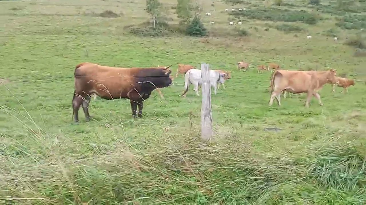Les vaches du château de Montségur