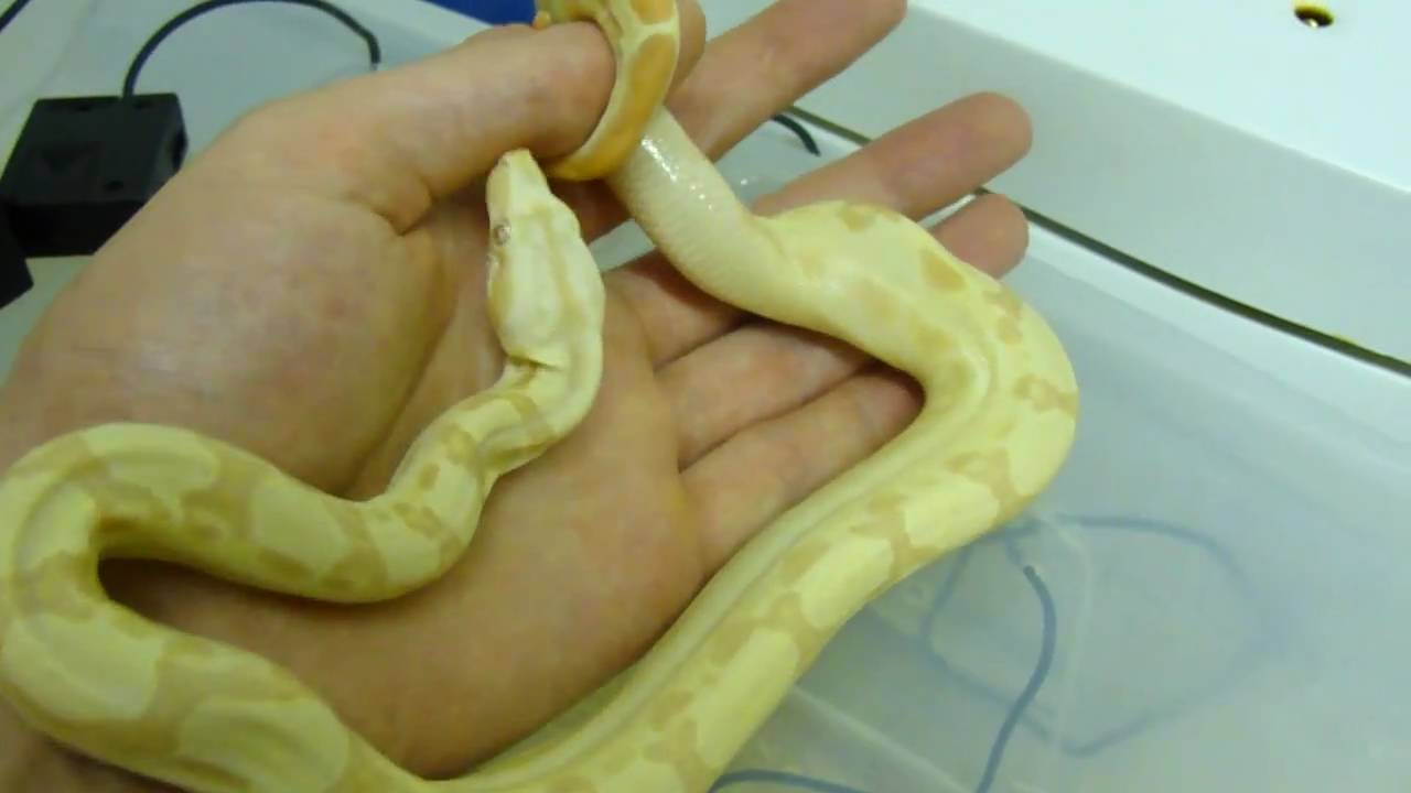 My New Sunglow Motley 66% Het Anery Boa Constrictor