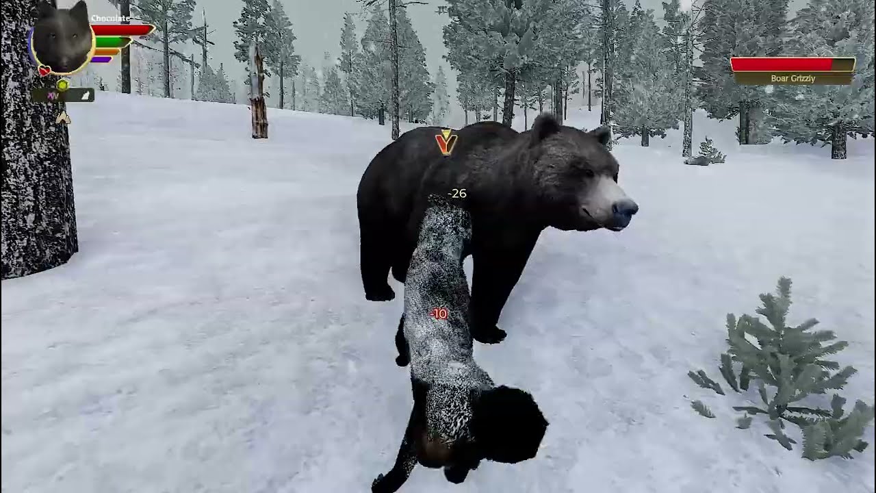 Getting Attack By a Grizzly