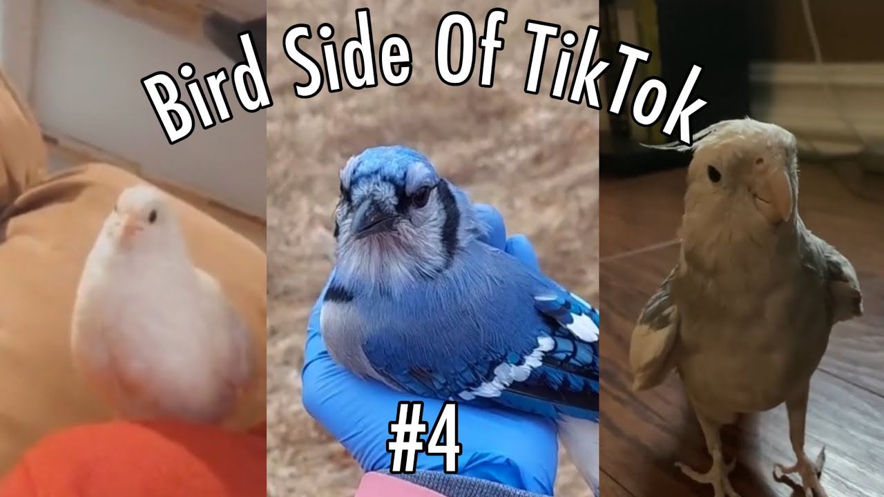 Bird Side Of TikTok #4