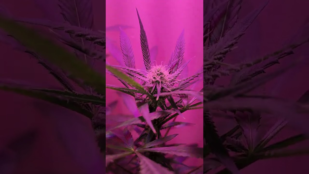 Mimosa Punch Grow Light Experiment Update
