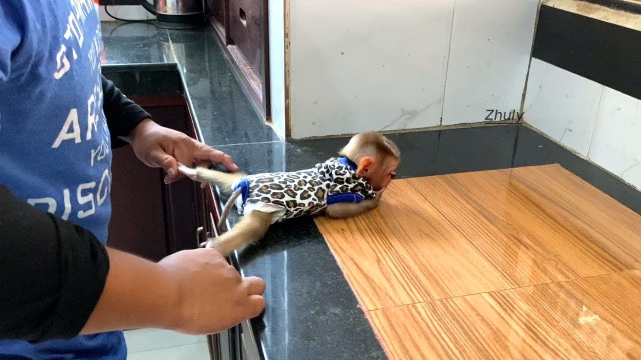 Baby Monkey Zhuly is having fun with Dad
