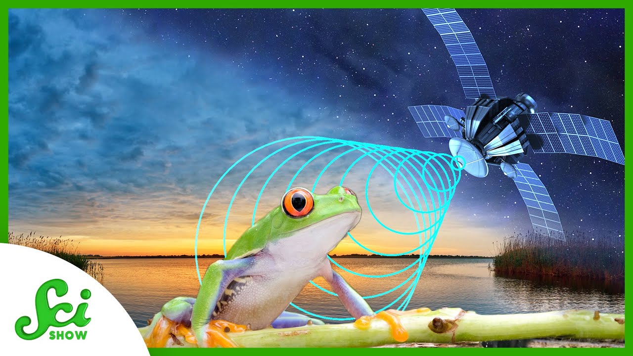 Why NASA Uses Satellites and Airplanes to Study Frogs