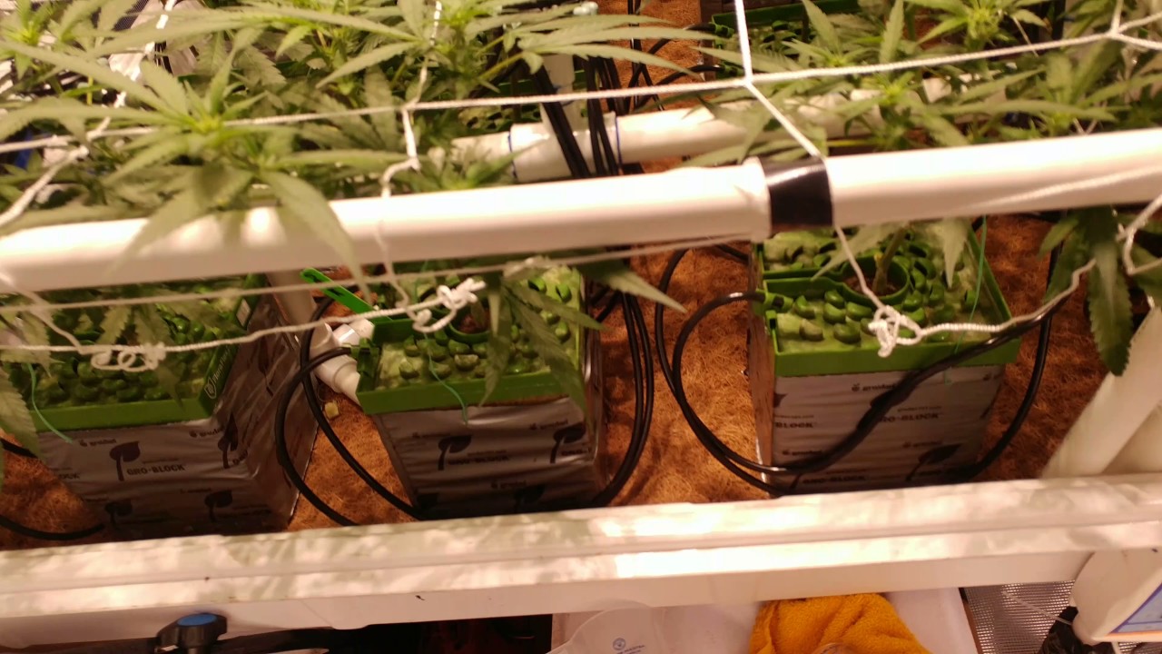 Snoop's Premium Nutes! - Mid Week 2 Flower Update