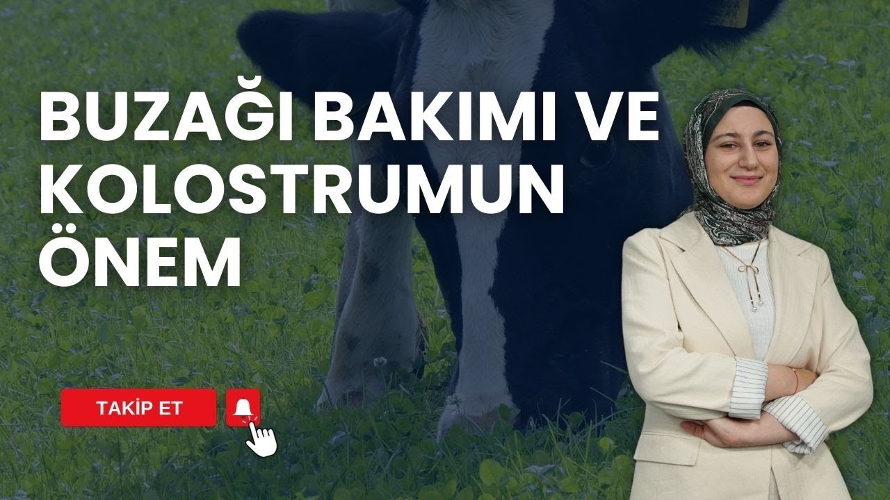 BUZAĞI BAKIMI VE KOLOSTRUMUN ÖNEMİ | HAYVANCILIK REHBERİ