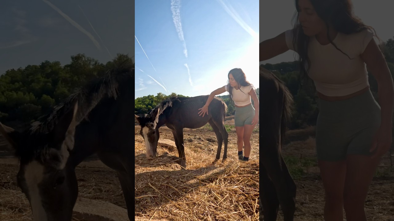 #horse #spanishhorse #caballos #foal #potro #equine #shortsviral #shorts #animallovers #animalshorts