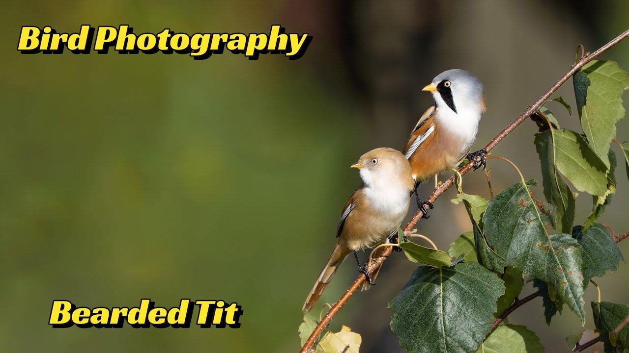 Bird Photography Top Tips & Techniques to photograph Bearded Tits